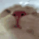 Hydrate emote