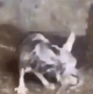 Gato emote