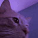 HappyCatParty emote