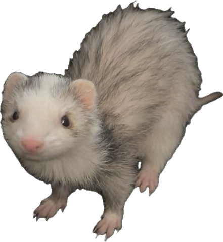 ferret static emote