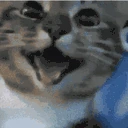 catHappy emote