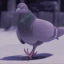 taubePls emoji
