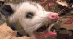 PossumReee emote