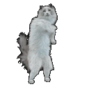 catPls emote