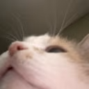 WhatIsAboveMe emote