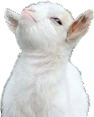 Goat emote