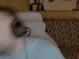 paranoja emote