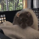 RatSleep emote