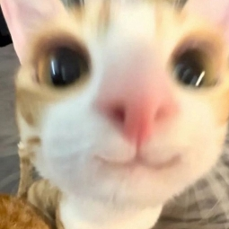 adiel_10 avatar