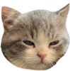 catMmmm emote
