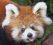redpandablep emote