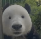 Bear emote