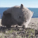 wombat emote