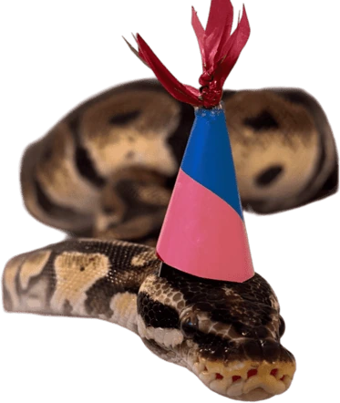 birthday_snake emoji
