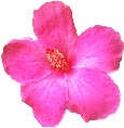 pink_flower emote