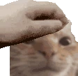 pet_feo emote