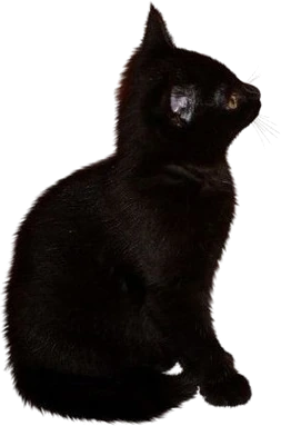 blackcat emote