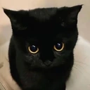 PleadingKitty emote