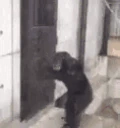 monkeDoor emote