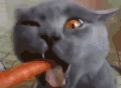 Carrot emote