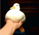 duckyswimminginair emote