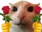 doubleCatRose emote