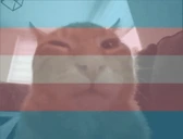 transbuh emote