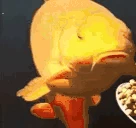 FishEatingFishEatingFromSpoonFeedingFish emote
