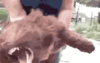 BARKBARLBAKRBARKGRRRR emote
