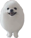 Eggy_Boi_Dog_Ball emote