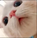 cat_stare emote