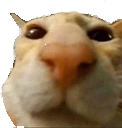 cat_stare emote