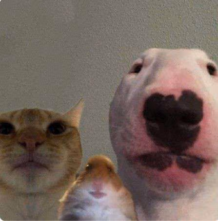 dogcathhamster emote