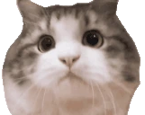 catNODDERS emote