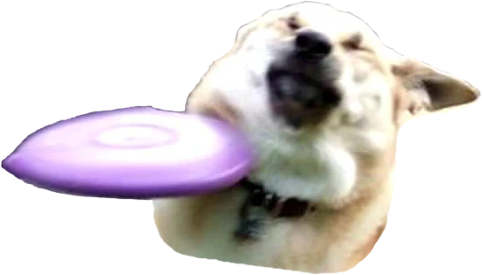 FrisbeeDog emote