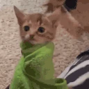 purrito emote