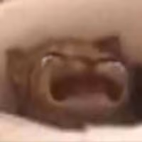 Cat_Cry emote