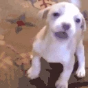 Merping emote
