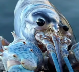 Lobster emote