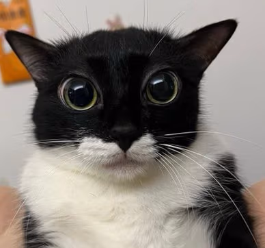 catsnug emote