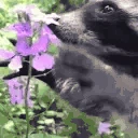 RaccoonFlower emote