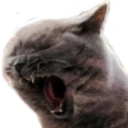 LETSFUCKINGMEOW emote