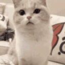 puh emote