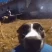 pablo emote