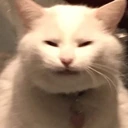 cattired emote