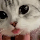 cutie emote