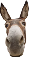 donkey emote