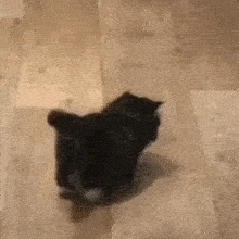 catleave emote
