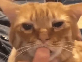 ssacz3 emote