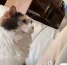 catBuhPet emote